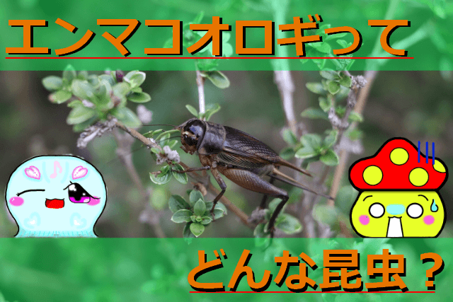 クサキリの鳴き声や餌について紹介 似たバッタも掲載しています 生き物ネット