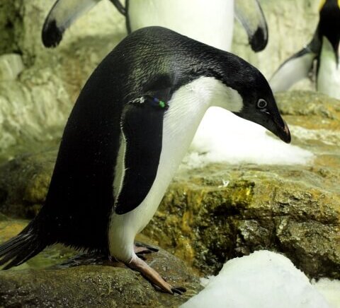首を伸ばすアデリーペンギン
