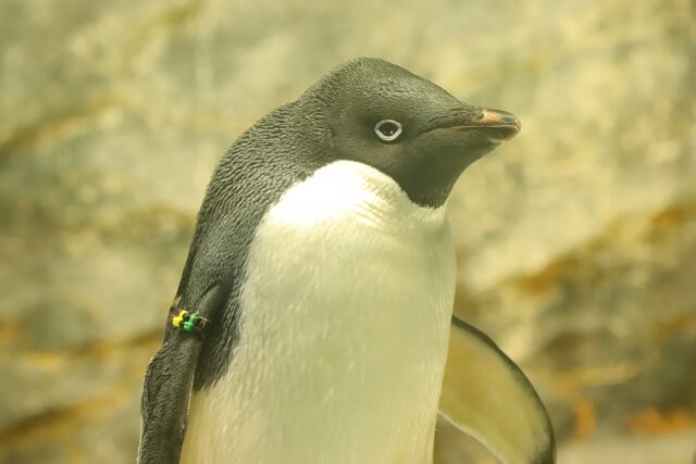頭がこぶのようになっているアデリーペンギン