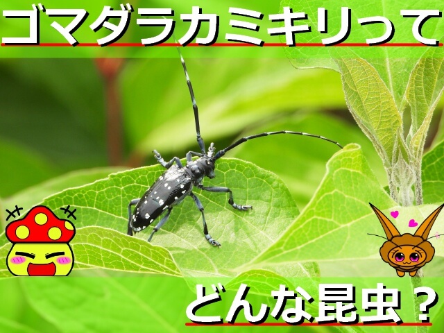 ゴマダラカミキリの生態を解説 名前の由来 餌についてなど詳しく紹介 生き物ネット