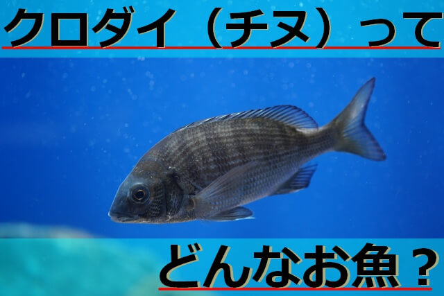 クロダイ（チヌ）の生態も解説！地方名や出世魚としての呼び名・寿命についてなど詳しく紹介！ | 生き物ネット