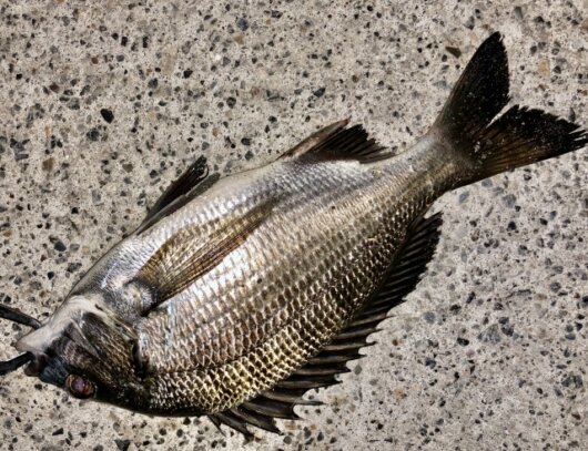 クロダイ（チヌ）の生態も解説！地方名や出世魚としての呼び名・寿命についてなど詳しく紹介！ | 生き物ネット
