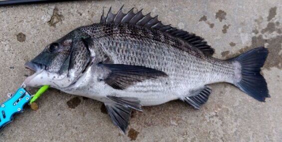 クロダイ（チヌ）の生態も解説！地方名や出世魚としての呼び名・寿命についてなど詳しく紹介！ | 生き物ネット