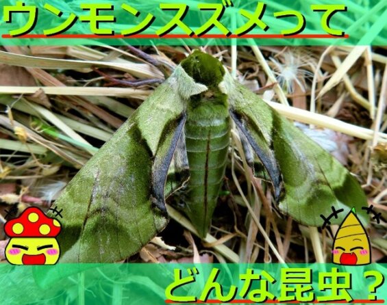 【秋の鳴く虫】クツワムシの生態を解説！鳴き声や寿命・天敵についてなど詳しく紹介！ | 生き物ネット