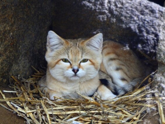 Gato de areia