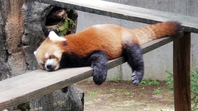 木の板上で寝ているレッサーパンダ