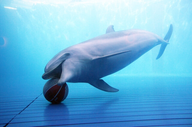 水中でボール遊びをしているバンドウイルカ