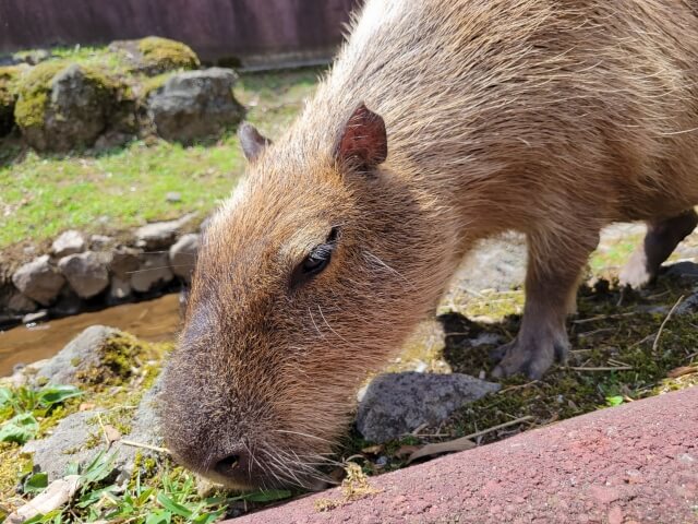 かわいいカピバラの生態を解説 寿命や天敵 オニテンジクネズミと呼ばれる理由など詳しく紹介 生き物ネット