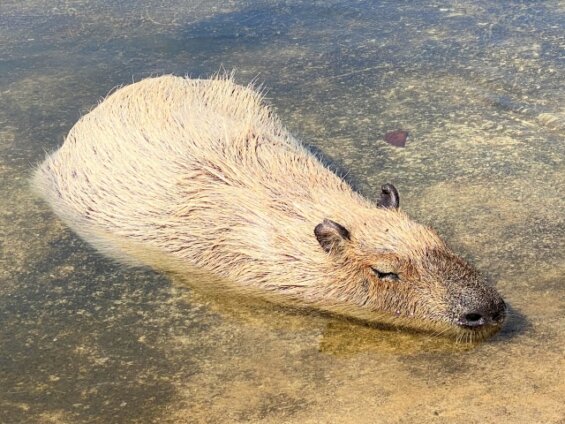 かわいいカピバラの生態を解説！寿命や天敵・オニテンジクネズミと呼ばれる理由な …
