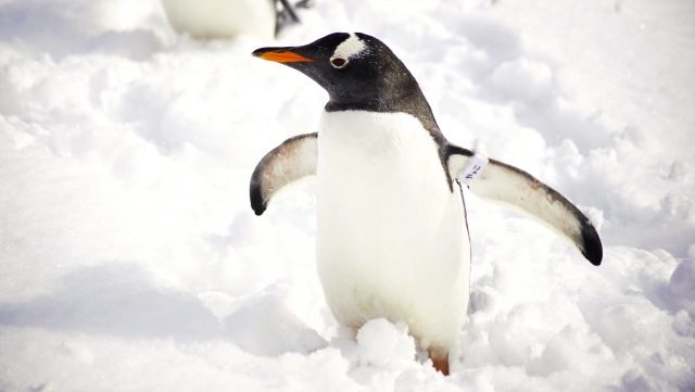 雪の上で羽を広げているジェンツーペンギン