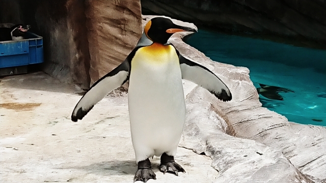 オウサマペンギン　キングペンギン
