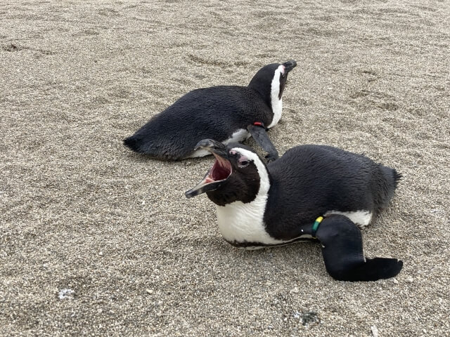 ペンギン　腹ばい