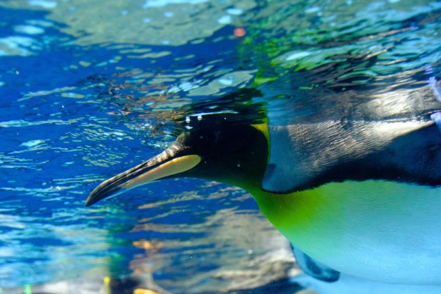 オウサマペンギン　キングペンギン　泳ぐ