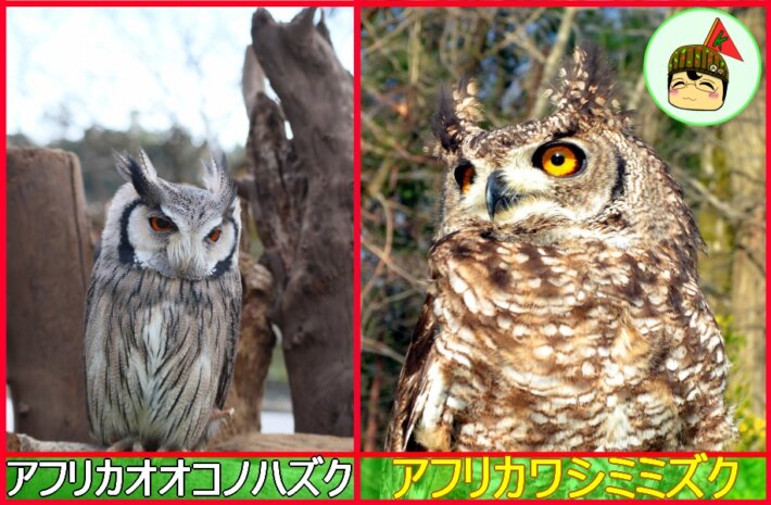 フクロウ・ミミズク・コノハズクの違いと見分け方を画像付きで徹底解説! | 生き物ネット