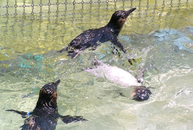 激しく泳ぐ3匹のコビトペンギン