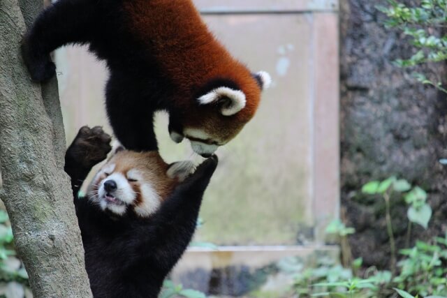 威嚇しているレッサーパンダの頭に手を置くレッサーパンダ