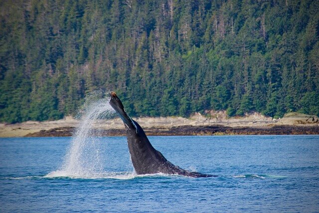 尾びれを高く上げるクジラ