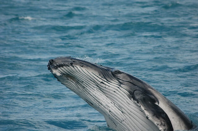 水中から顔を出しているクジラ