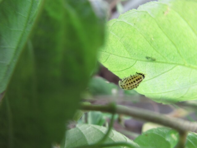 葉っぱ裏のキイロテントウの蛹