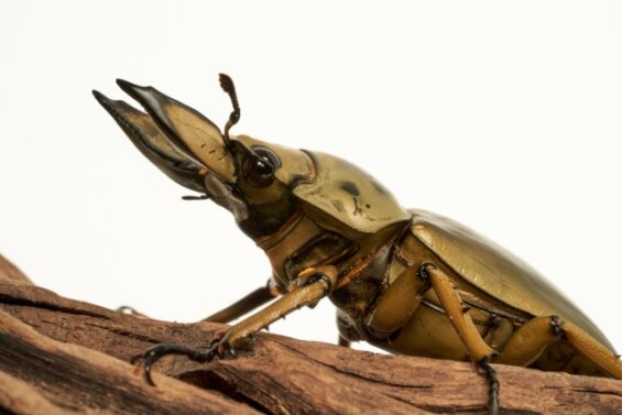 【2023年】オウゴンオニクワガタを9個の項目で徹底解説【まとめ】 生き物ネット