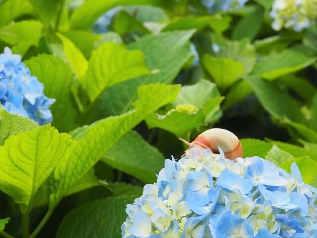 アジサイの花の上にいるカタツムリ