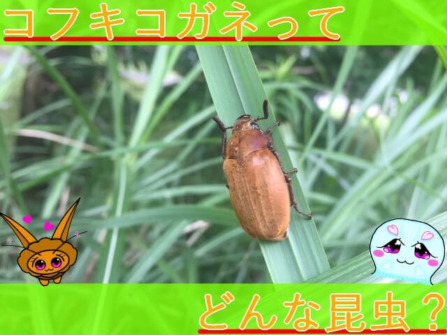 Thumbnail of post image 041