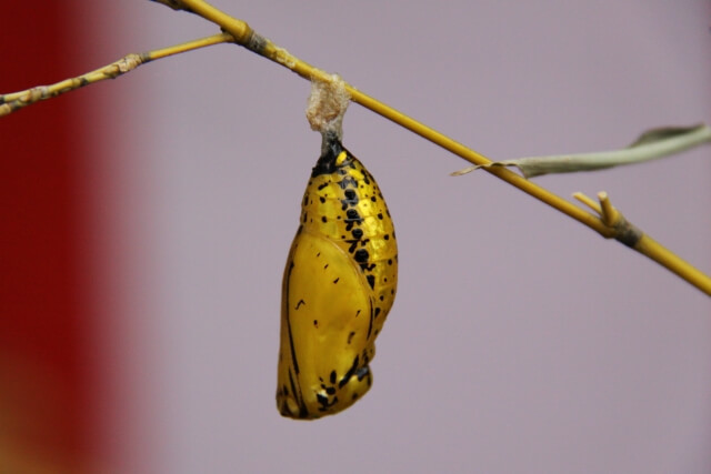 金色に輝くオオゴマダラの蛹