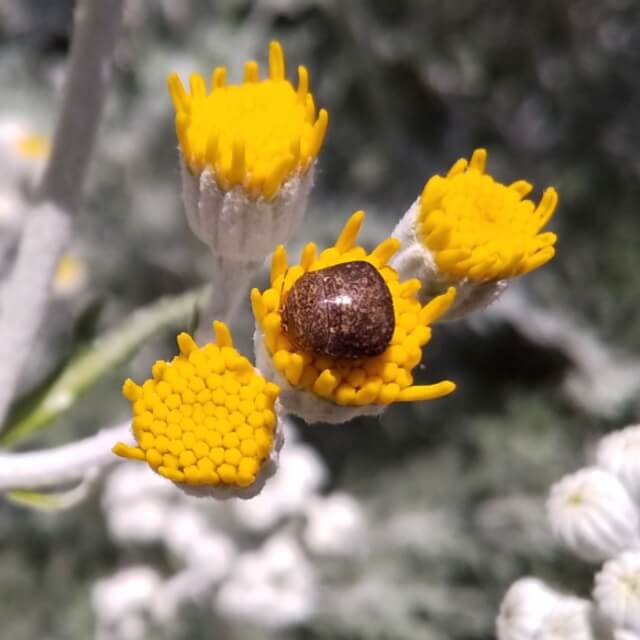 黄色い花の上のマルカメムシ
