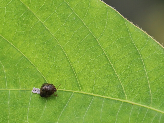 葉っぱの上で産卵するマルカメムシ