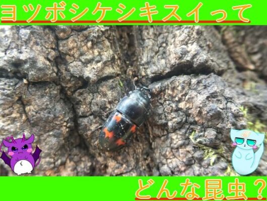 【秋の鳴く虫】クツワムシの生態を解説！鳴き声や寿命・天敵についてなど詳しく紹介！ | 生き物ネット