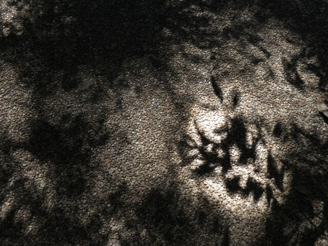 夜のアスファルトに映る植物の影