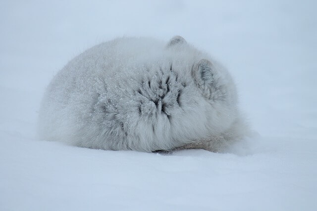 寒い雪の上で寝ている強いホッキョクギツネ