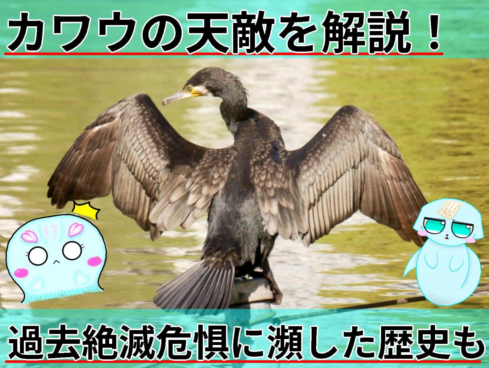 カワウ 天敵 サムネ