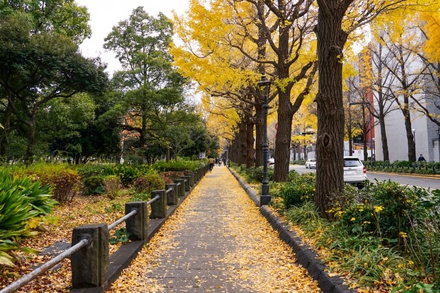 街路樹 イチョウ