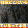 セミは夜どこにいるの？寝ているって本当？