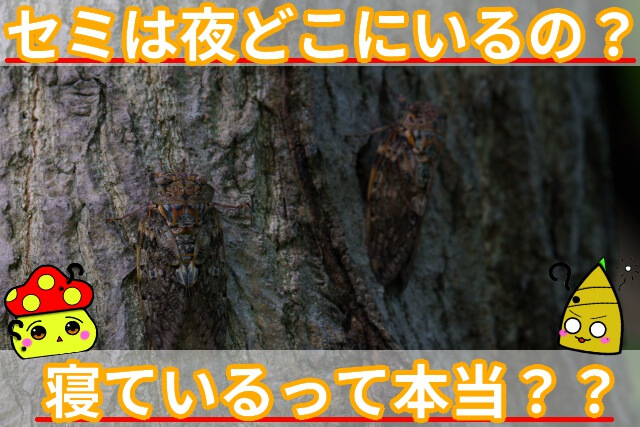 セミ 夜 どこにいる