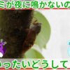 セミが夜に鳴かないのはなぜ？セミが鳴く条件を徹底解説！