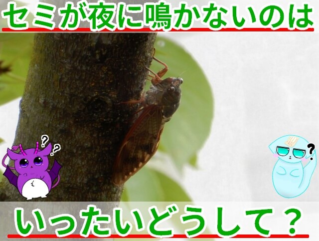 セミが夜に鳴かない理由