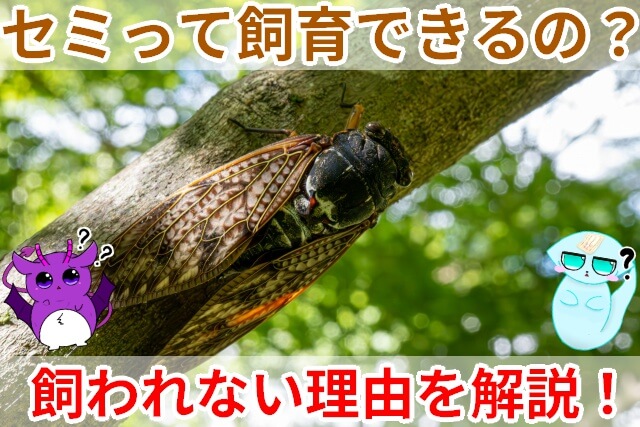 セミ 飼い方