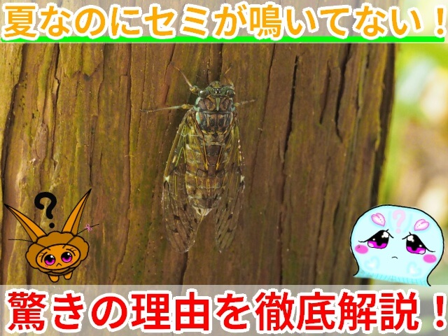 夏なのにセミが鳴いてない