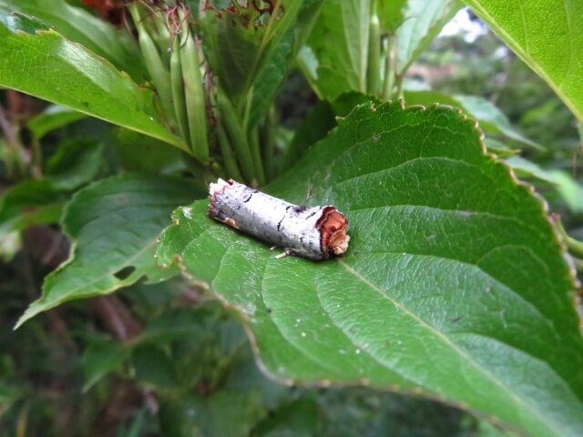 ツマキシャチホコ