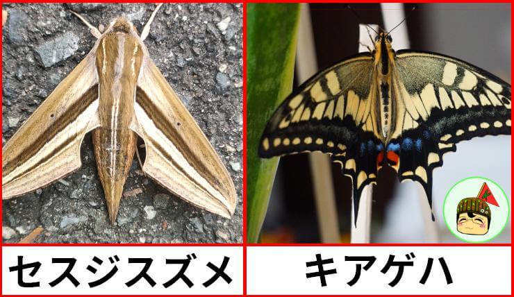 セスジスズメ　キアゲハ　比較画像