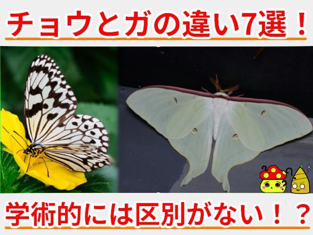 チョウ ガ 違い