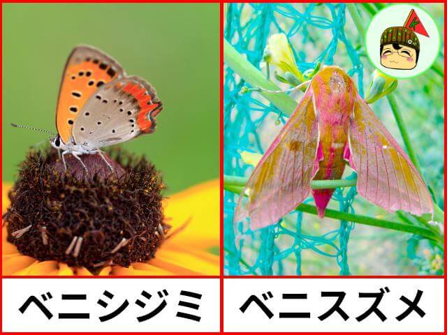 ベニシジミ　ベニスズメ　比較画像