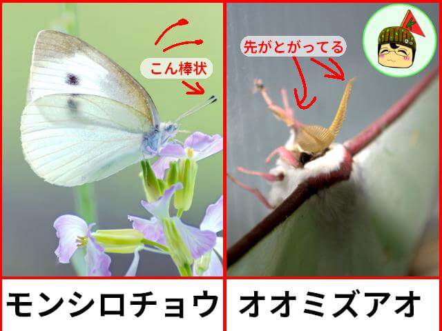 モンシロチョウ　オオミズアオ　触覚の違い