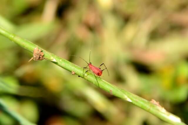 ヒゲナガアブラムシ