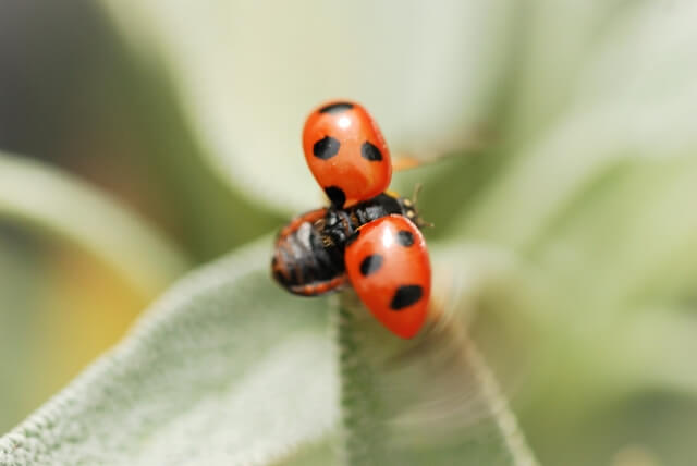 飛ぼうとしているテントウムシ