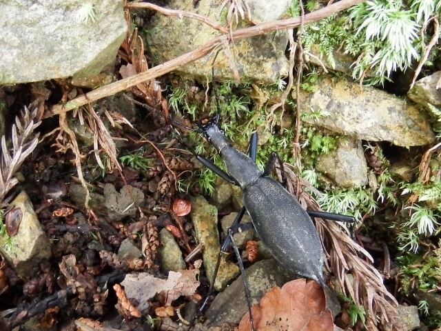 マイマイカブリ