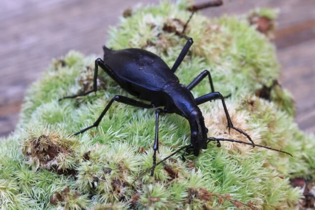 マイマイカブリ