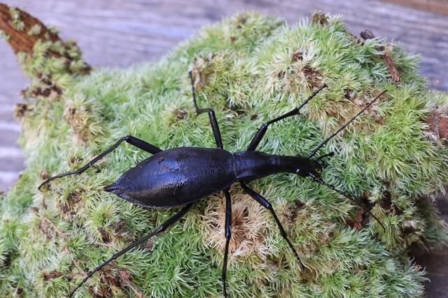 マイマイカブリ